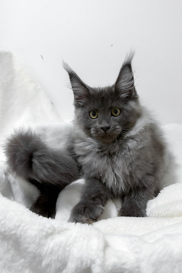 Griffith | Maine Coon Kitten
