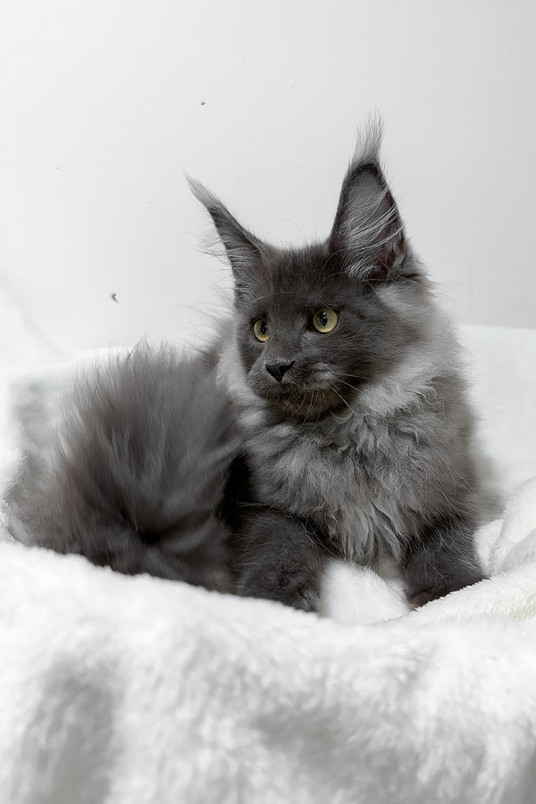 Griffith | Maine Coon Kitten