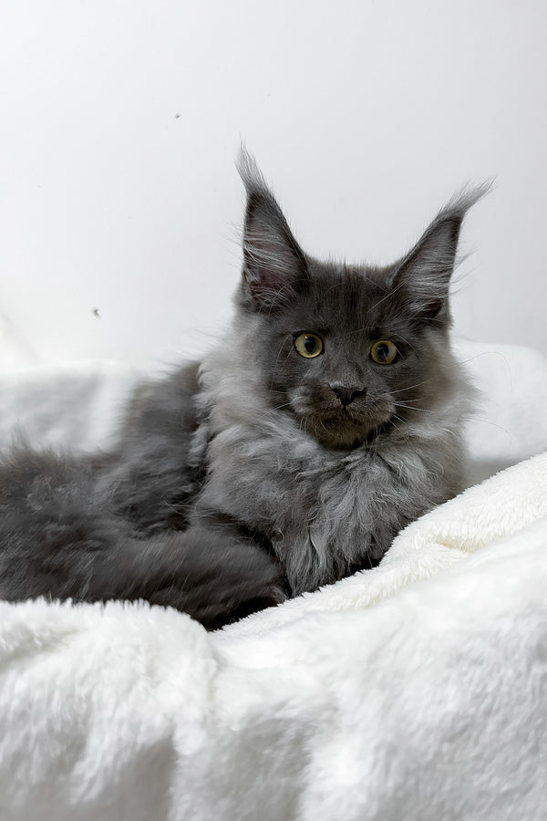 Griffith | Maine Coon Kitten
