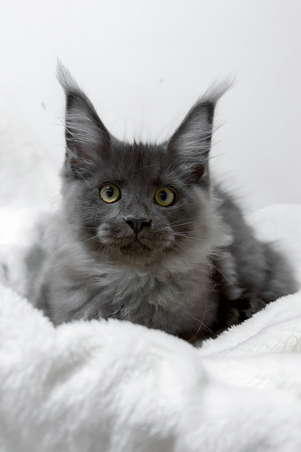 Griffith | Maine Coon Kitten