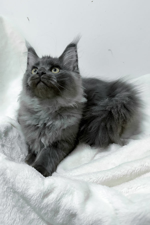 Griffith | Maine Coon Kitten