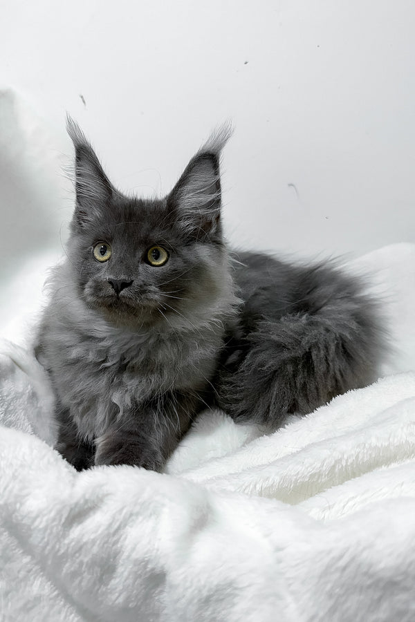 Griffith | Maine Coon Kitten