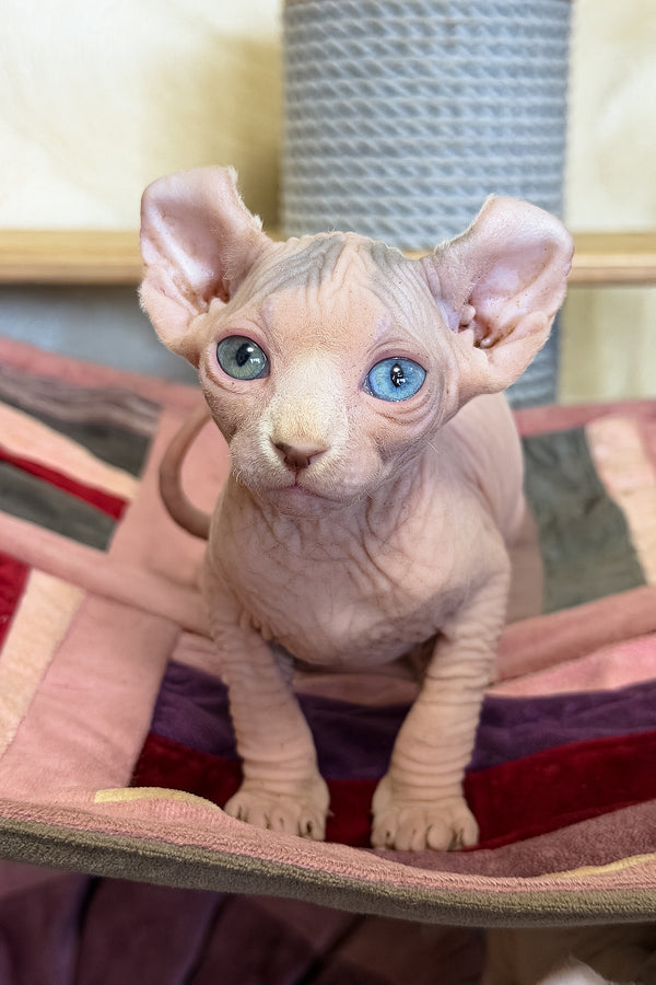 Gucci | Elf Sphynx Kitten