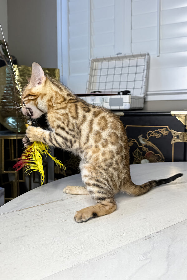 Gucci | Bengal Kitten