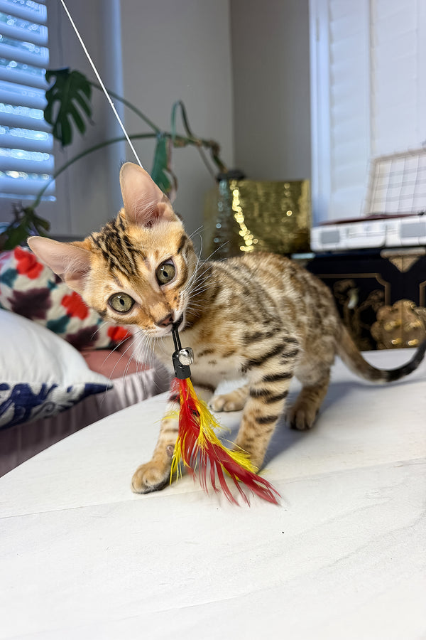 Gucci | Bengal Kitten