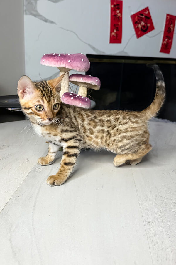 Gucci | Bengal Kitten