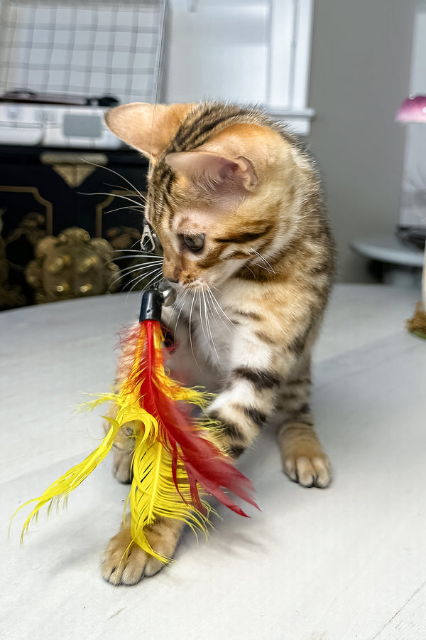Gucci | Bengal Kitten