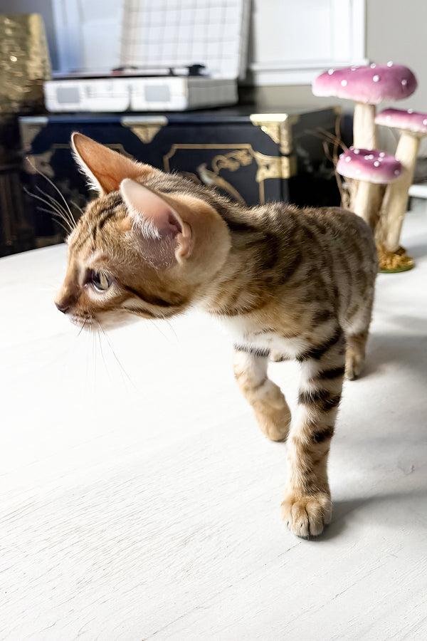 Gucci | Bengal Kitten