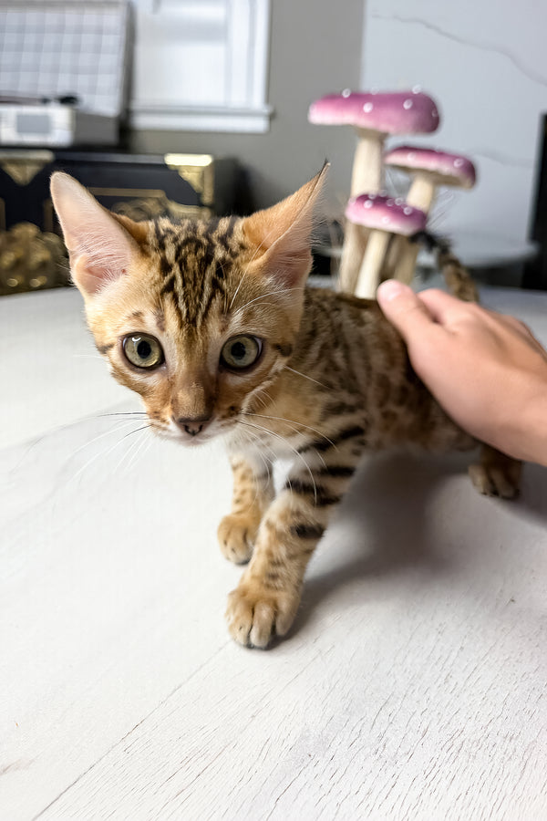 Gucci | Bengal Kitten