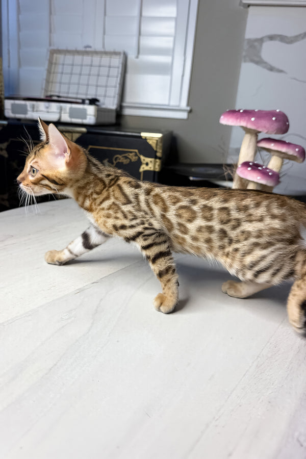 Gucci | Bengal Kitten
