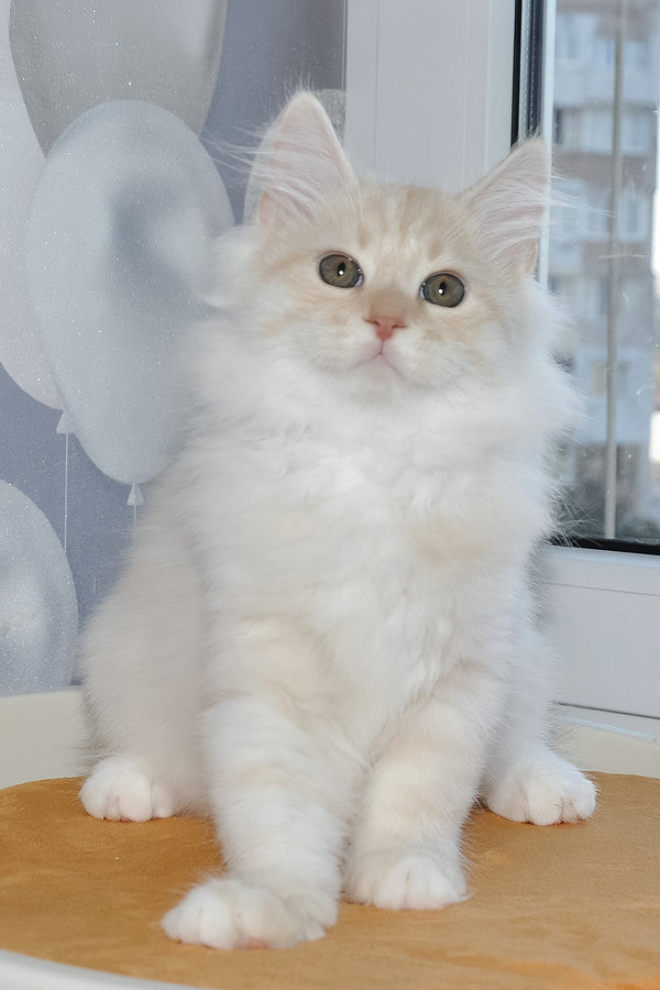 Gucci | Siberian Kitten