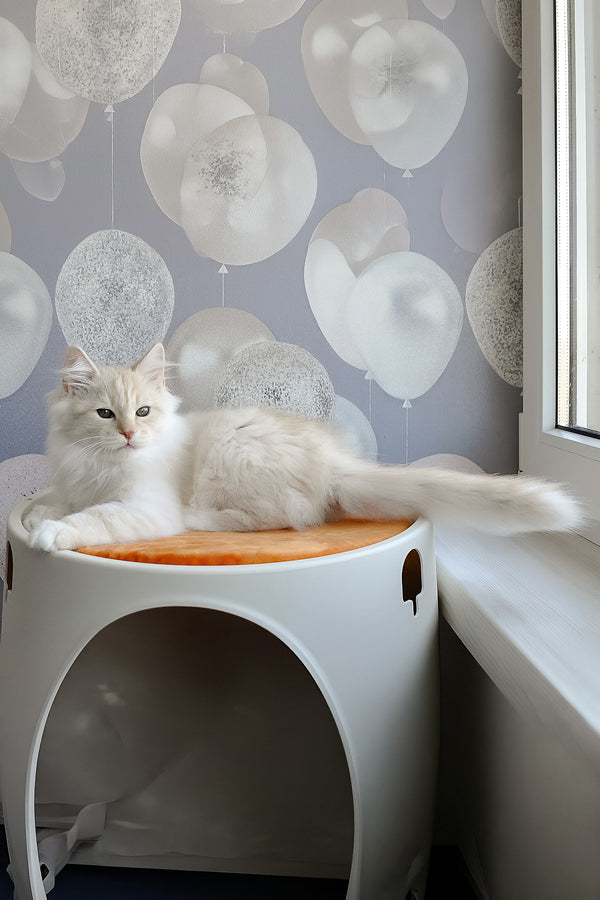 Gucci | Siberian Kitten
