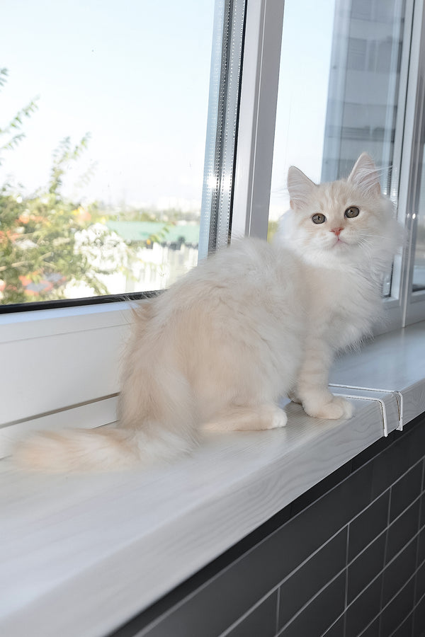 Gucci | Siberian Kitten