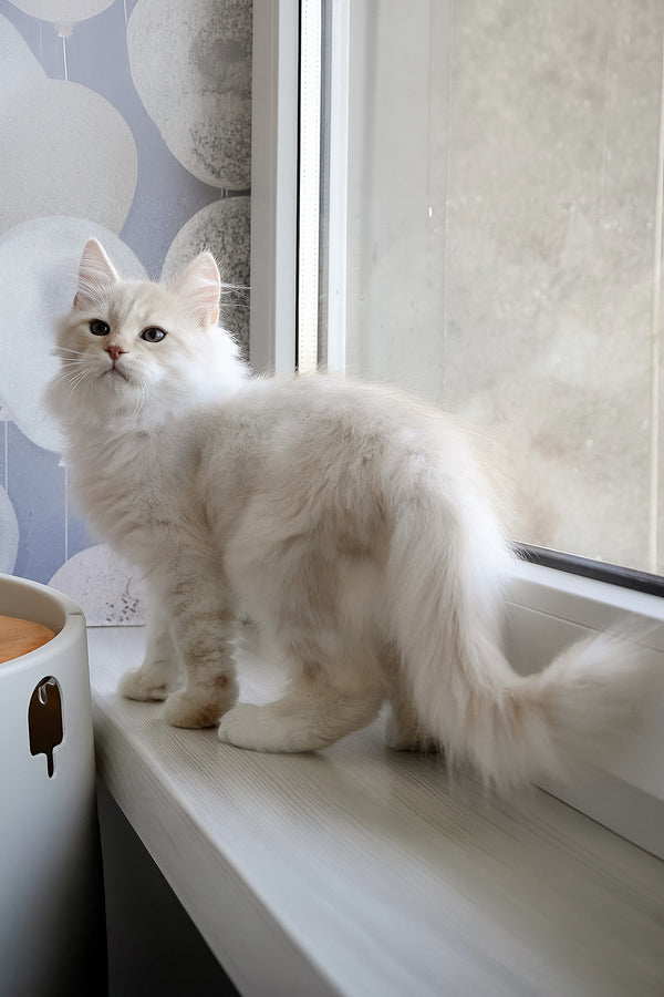 Gucci | Siberian Kitten