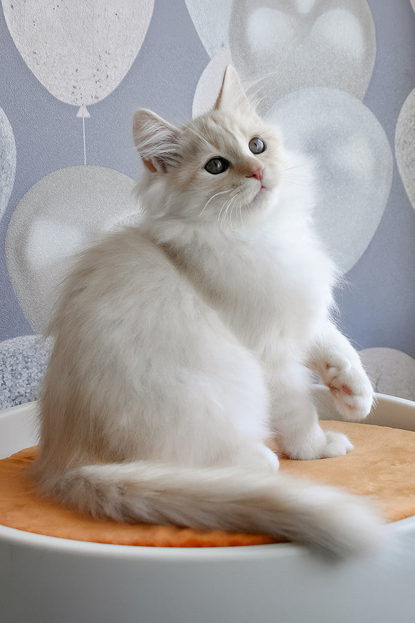 Gucci | Siberian Kitten