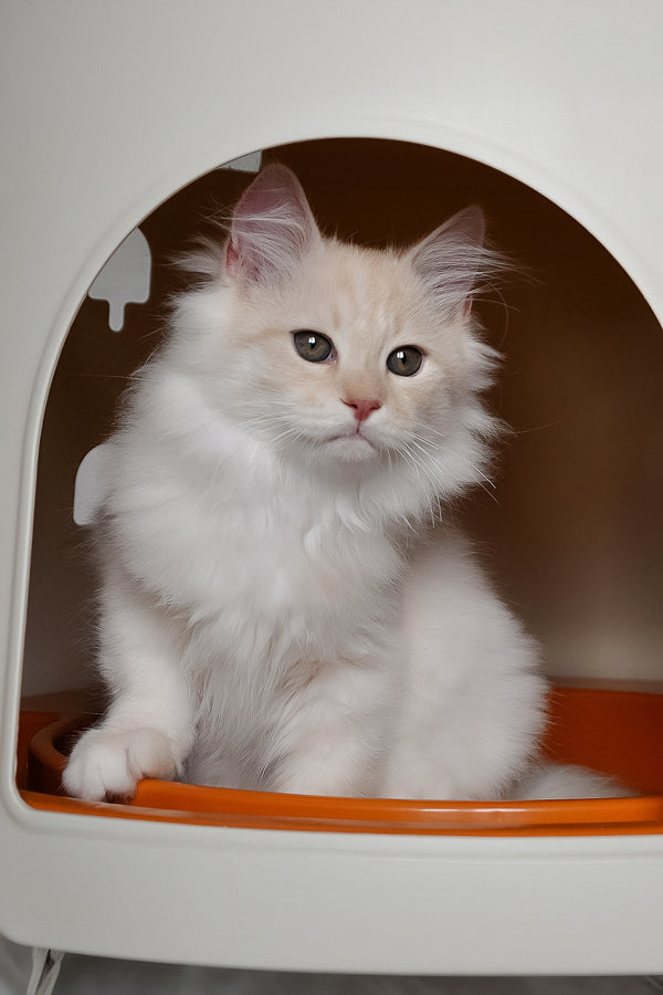 Gucci | Siberian Kitten