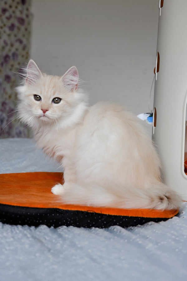 Gucci | Siberian Kitten