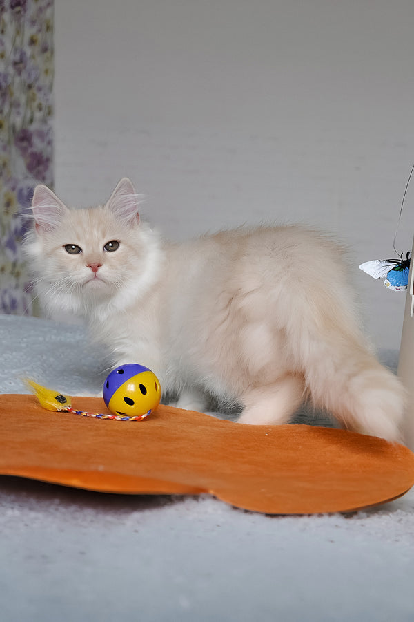 Gucci | Siberian Kitten