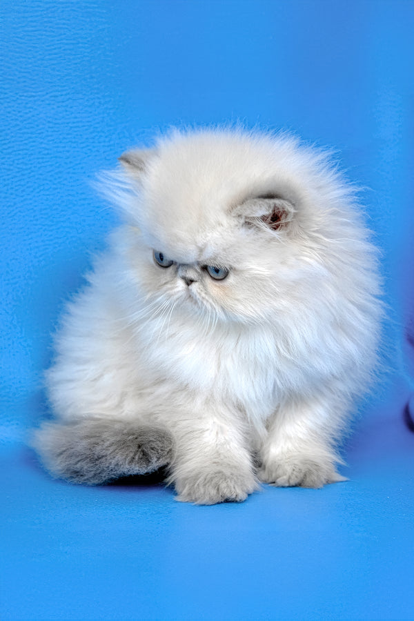Hilda | Persian Kitten