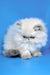 Hilda | Persian Kitten
