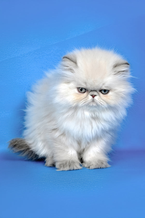 Hilda | Persian Kitten