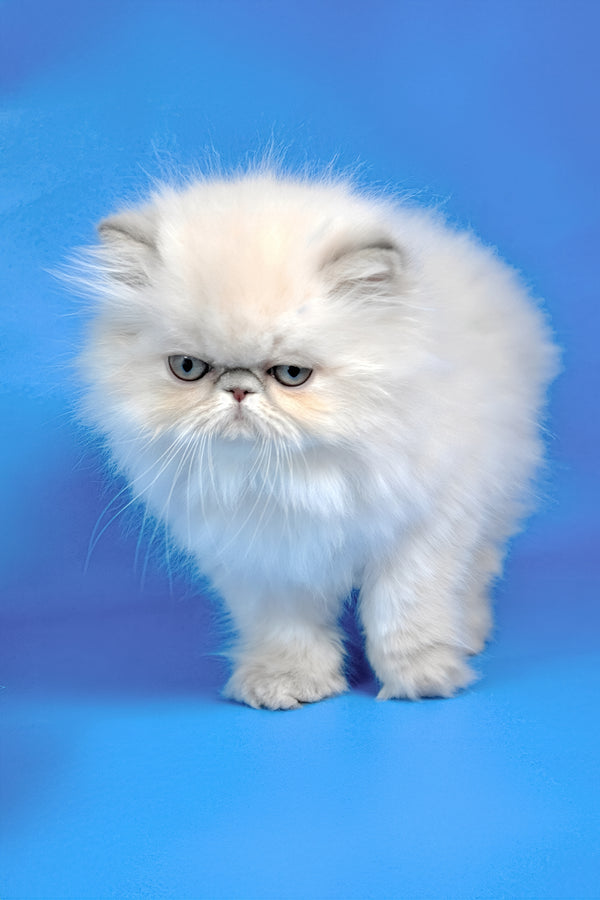 Hilda | Persian Kitten