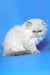Hilda | Persian Kitten