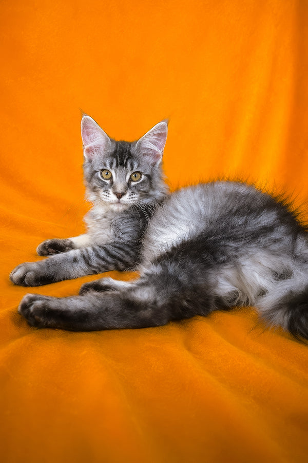 Hailen | Maine Coon Kitten