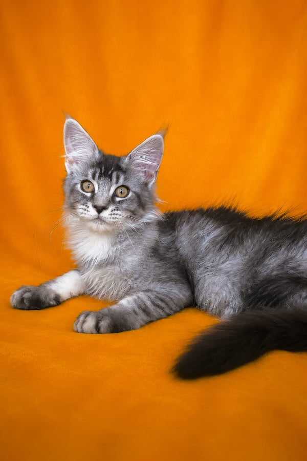 Hailen | Maine Coon Kitten