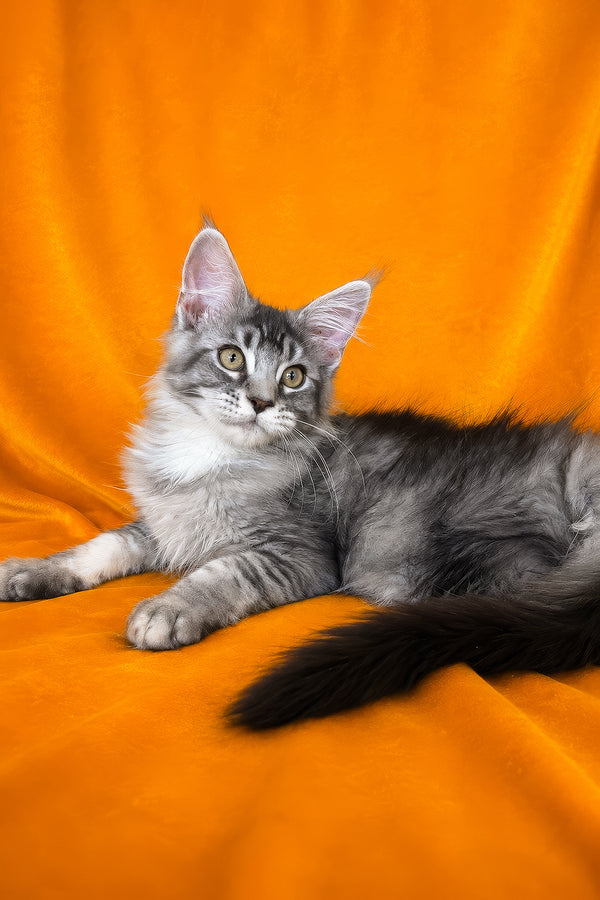 Hailen | Maine Coon Kitten