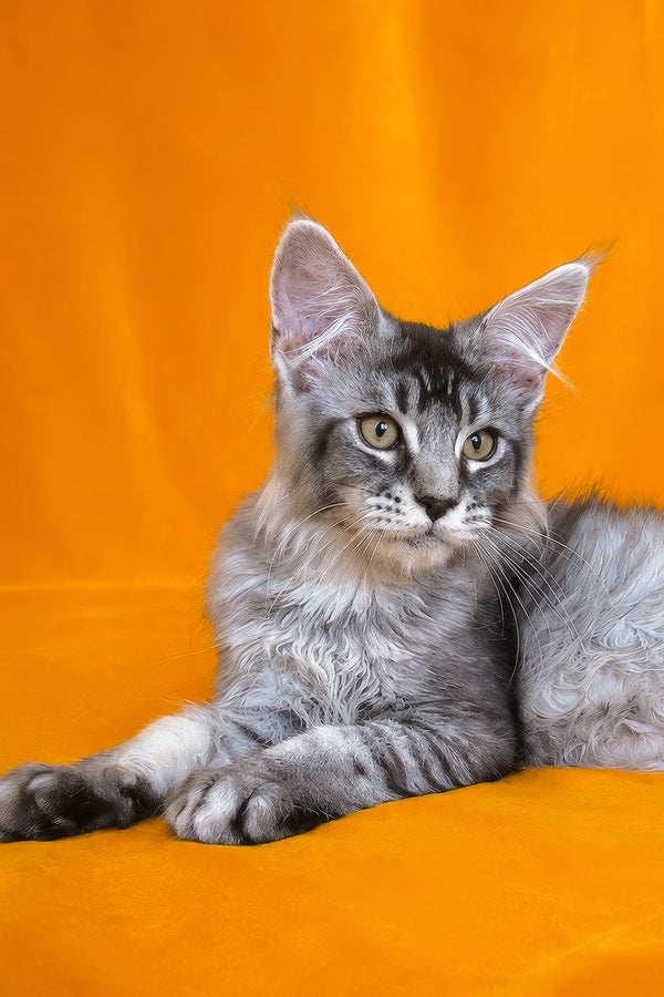 Hailen | Maine Coon Kitten