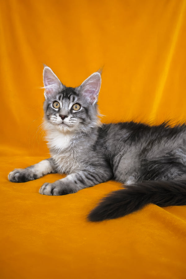 Hailen | Maine Coon Kitten