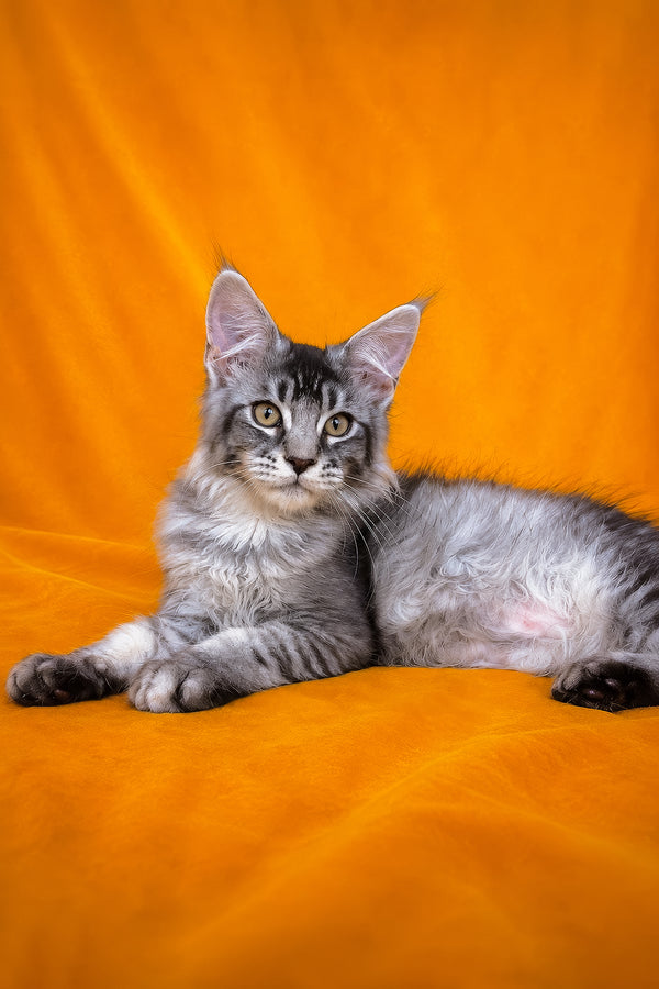 Hailen | Maine Coon Kitten
