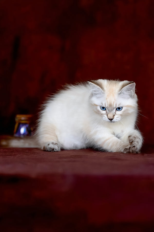 Halva | Siberian Kitten