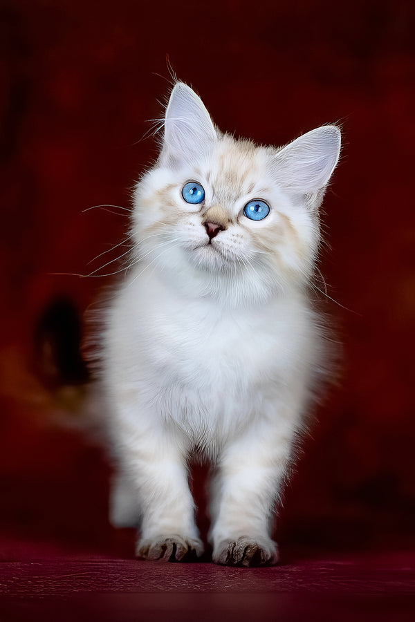 Halva | Siberian Kitten