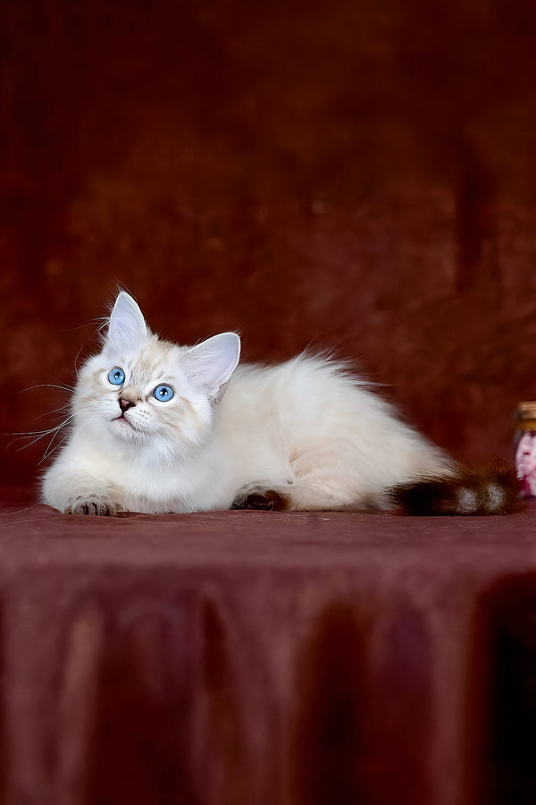 Halva | Siberian Kitten