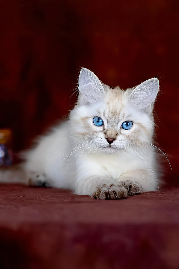 Halva | Siberian Kitten