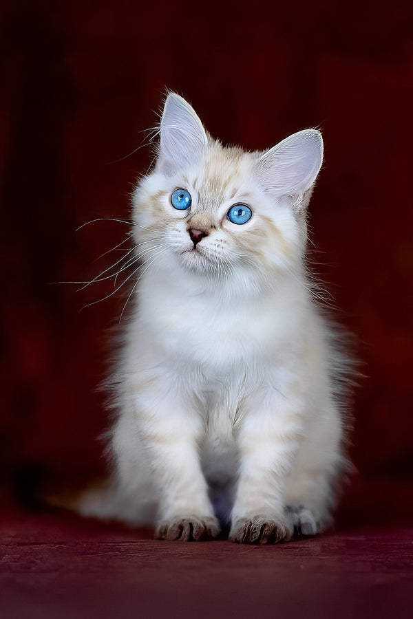 Halva | Siberian Kitten