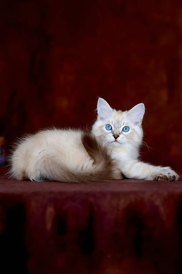 Halva | Siberian Kitten