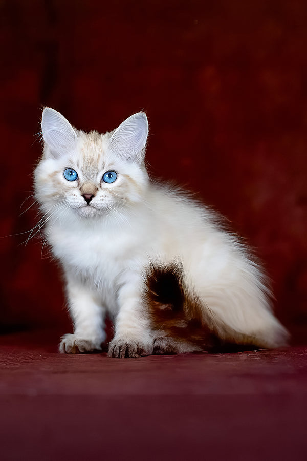 Halva | Siberian Kitten
