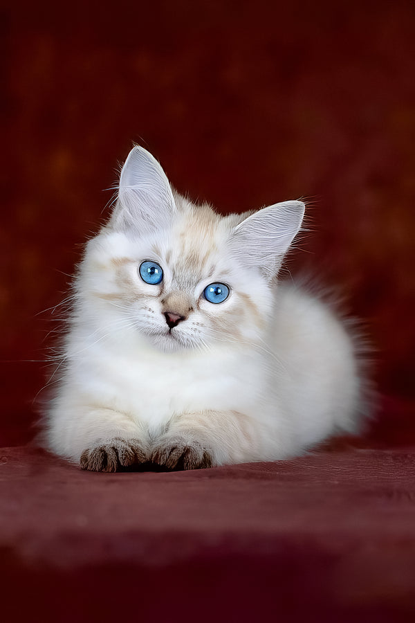 Halva | Siberian Kitten