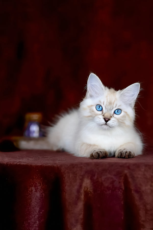 Halva | Siberian Kitten