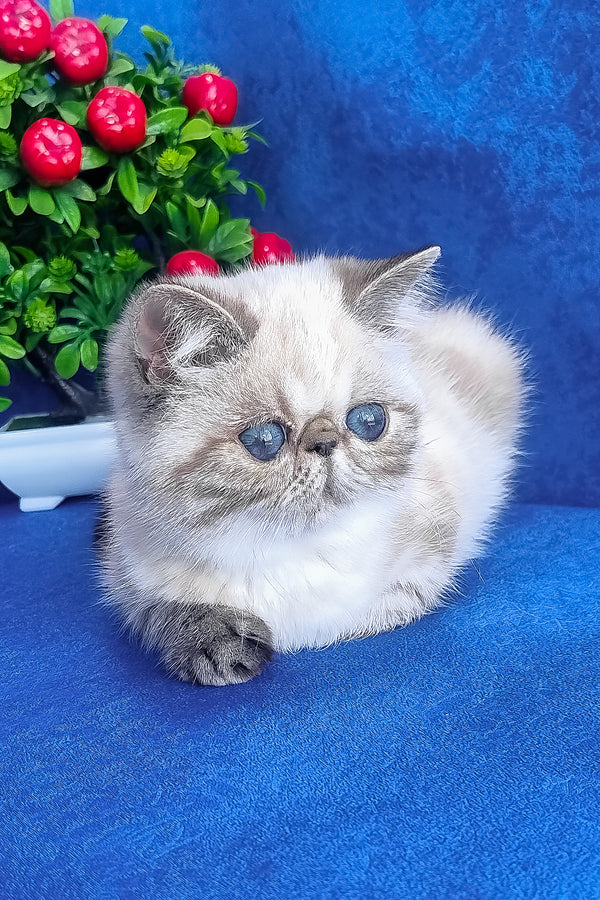 Hani exotic shorthair kitten with cream and gray fur and striking blue eyes sitting on a vibrant blue surface