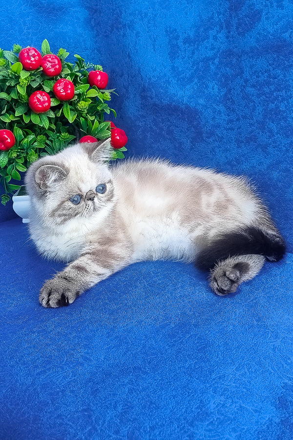 A fluffy cream and gray exotic shorthair kitten with a black-tipped tail lounging on a vibrant blue surface