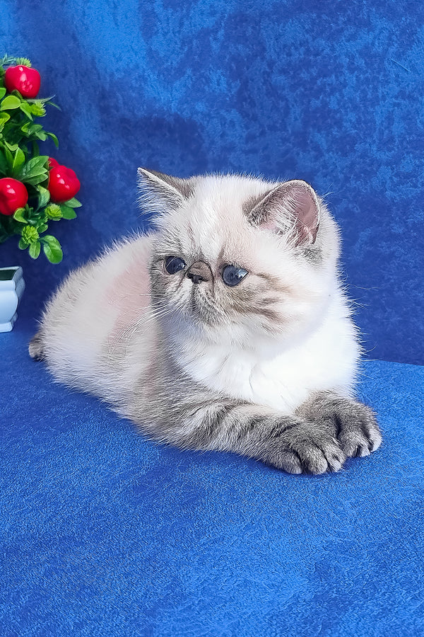 A fluffy cream and gray exotic shorthair kitten with blue eyes resting on a vibrant blue surface