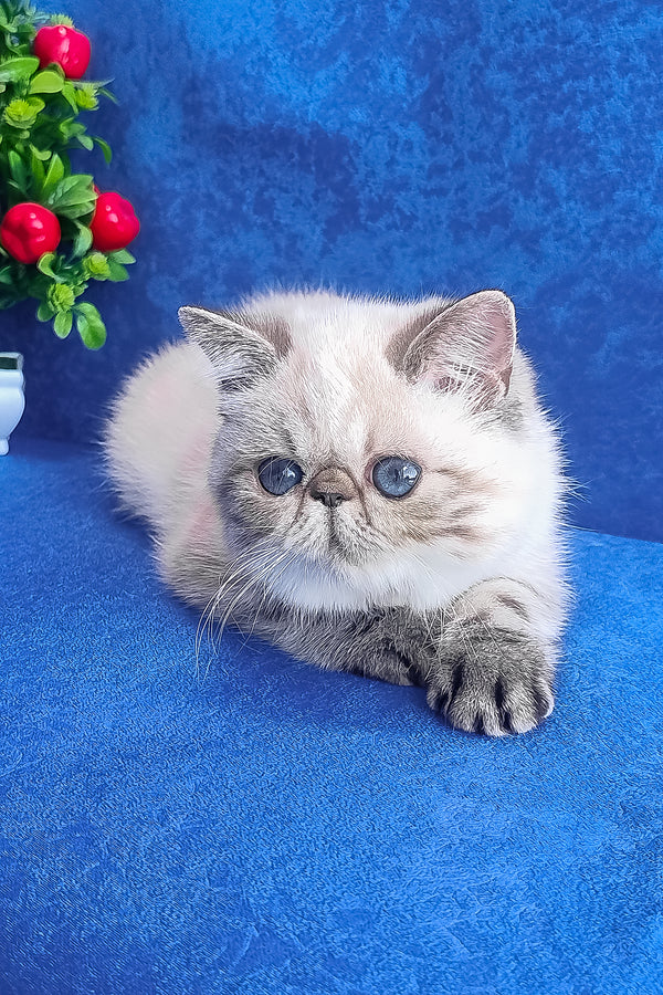 Fluffy cream and gray exotic shorthair kitten with striking blue eyes resting on vibrant blue surface