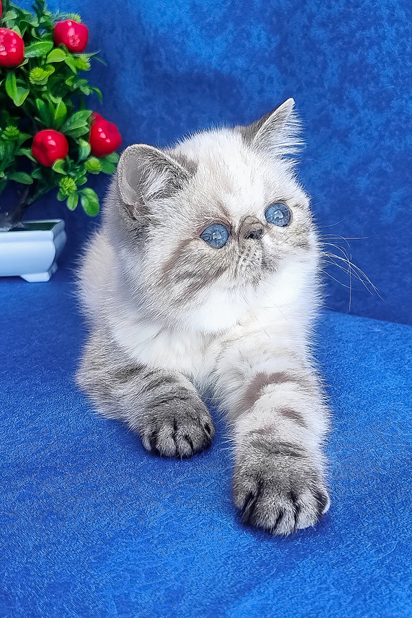 A fluffy silver and gray exotic shorthair kitten with striking blue eyes named Hani