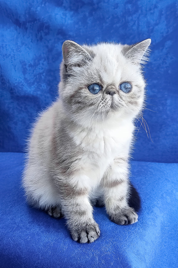 A fluffy silver tabby exotic shorthair kitten with striking blue eyes sitting on a vibrant blue surface