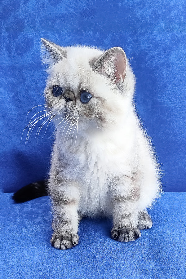 A fluffy silver exotic shorthair kitten with striking blue eyes and a black-tipped tail sitting against blue background