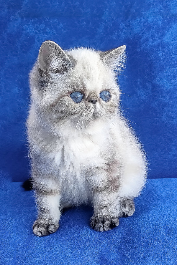 A fluffy silver exotic shorthair kitten with striking blue eyes sitting against a vibrant blue backdrop